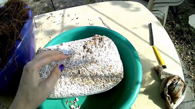 Как получить грибы на участке 2020/готовлю блоки вешенки/ домашняя грибница смотреть онлайн