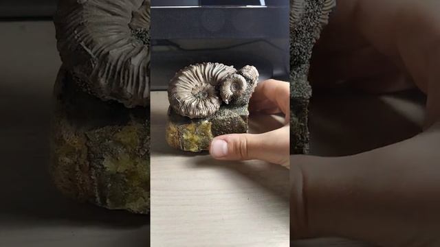 редкий перитизированный амонит смотреть онлайн