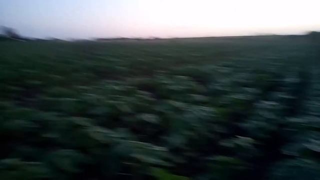 Лечим ПОДСОЛНУХ от септориоза.