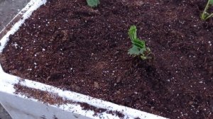 Крапо10 в ящиках! Саженцы, Посадка, Субстрат, Обработки!