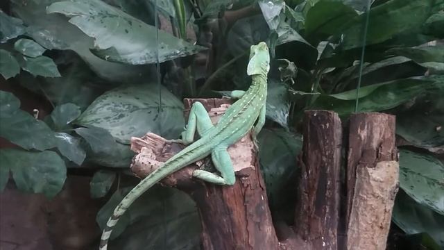 Крокус Сити Океанариум. Морская экспозиция. Пресноводная экспозиция. Джунгли. Акулы. Черепахи. Птиц смотреть онлайн