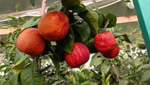 Лимон Аркобалено(Аркобал)(C. meyerii x c. sinensis "doppio sanguigno)