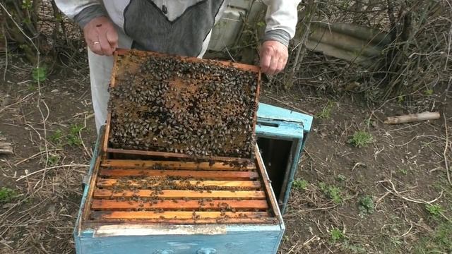 Как собрать много меда? Запас меда и перги в улье - основа высокого медосбора. смотреть онлайн