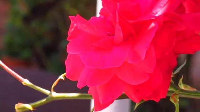 Test de video: Canon SX160 IS смотреть онлайн