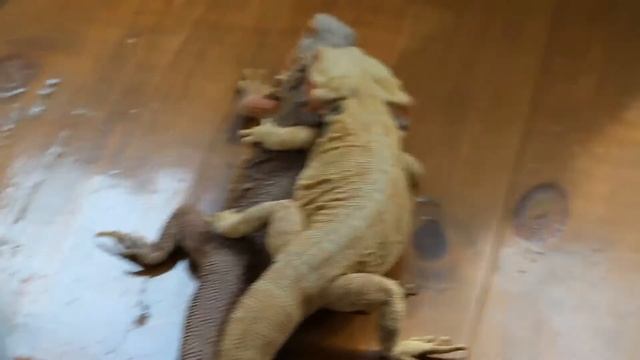 Спаривание бородатых агам смотреть онлайн