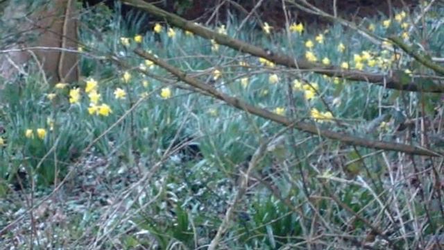 Garden Valley 1st April Daffodils смотреть онлайн