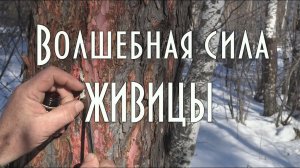 Волшебная сила живицы, живица - смола лиственницы, лекарственная