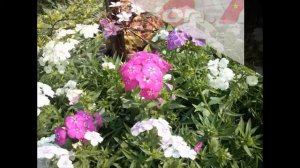 Hạt hoa Thanh Trúc nhiều màu - PHLOX MIX