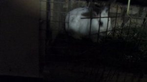 кормление кроликов ветками сосны зимой