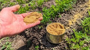 Припорошите междурядья моркови таким порошком и увидите какой крупной она вырастет.