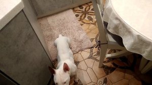 Мини бультерьер выполняет простые команды.