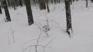 охота с русской гончей на зайца и лису