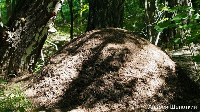 Грибы и природа Подмосковья весной, летом и осенью. Красивое слайд-шоу под музыку смотреть онлайн