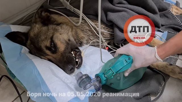 Боря 02:22 жив но все очень плохо, аритмия, остановки дыхания. Помогаем. Я очень не хочу его отпуск смотреть онлайн