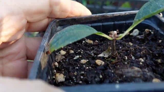 Черенки гортензий не растут?♀️.Реанимация. смотреть онлайн