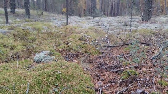 Белый гриб-Боровики-Красный Стекловар 13.1017-2 смотреть онлайн