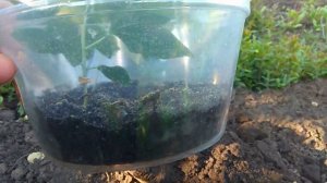 Высадка маракуйи в открытый грунт.Украина.#деревенские Planting passion fruit in open ground .
