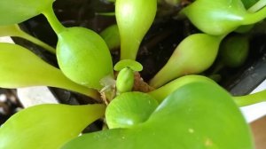 Эйхорния водный гиацинт. Цветение на подоконнике.