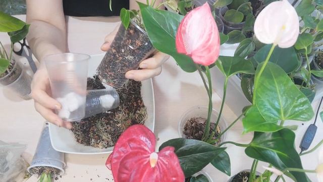 Антуриум. Детки - замена грунта на питательный через 2,5 месяцев. смотреть онлайн