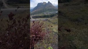 Дикий чеснок или размарин ,сбор трав высоко  в горах Дагестана.