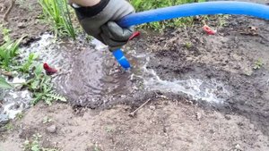 Норы на садовом участке. Кто их роет и живёт в них? Решили проверить!