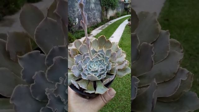 Echeveria Shaviana " com haste floral " ?