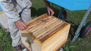 подсадка плодной матки используя клеточку Титова