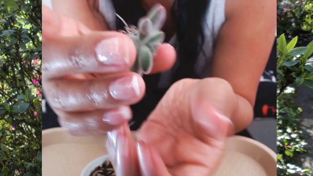 Echeveria pulvinata ruby (Reproducción) смотреть онлайн