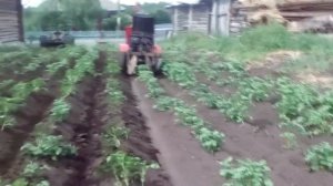 Окучивание картофеля минитрактором дисковым окучником