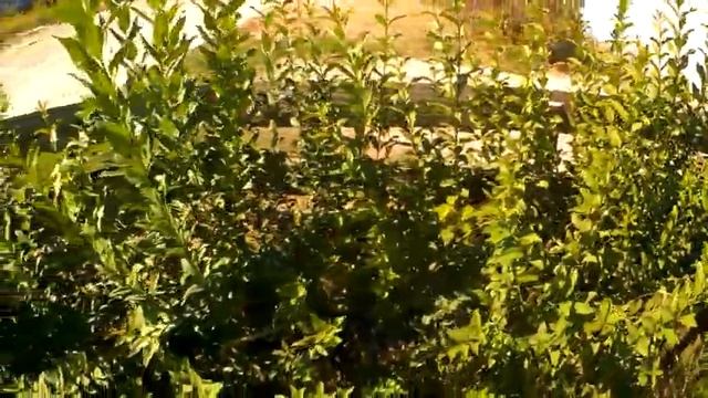 АЗЫ УЮТА: подрезка Бирючины и стрижка газона электроножницами смотреть онлайн