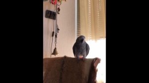 Попугай Тимоша. Я тебя покусаю.