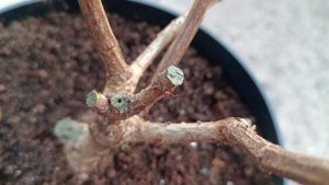 Правильно обрезаем метельчатую гортензию. Почему нельзя оставлять пеньки на побегах после обрезки.