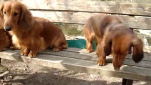 ТАКСА - длинношерстный стандарт.