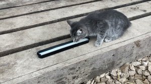 Пастбища, сколько их нужно и что можно найти вокруг