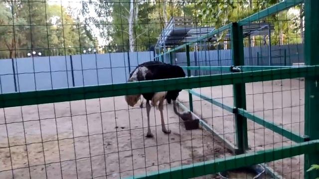 Как провести последний день лета?Можно, вот так! смотреть онлайн