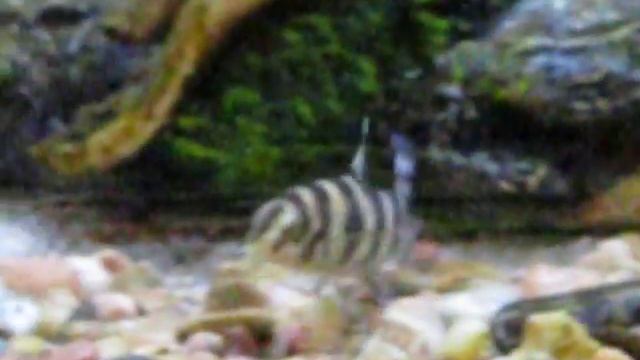 golden zebra loach or botia robusta? смотреть онлайн