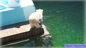 Белые медвежата - очаровательный дуэт!