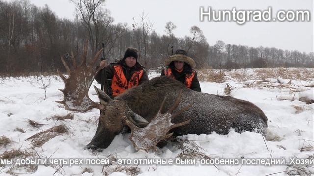 Отзыв 2021 загонная охота на лося Drückjagd auf Elchwild смотреть онлайн
