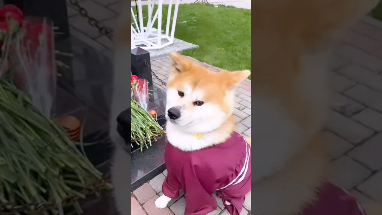 Алина Загитоваи её верная собака Масару поздравляют всех россиян с Днём Победы! #shorts смотреть онлайн