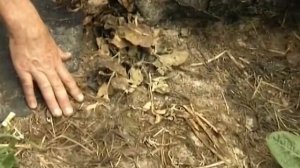 Мульча линолеумом: победа над сорняками