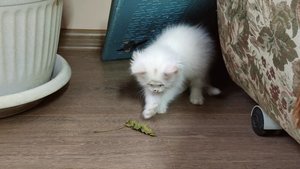 Котенок играет с сухим листом.