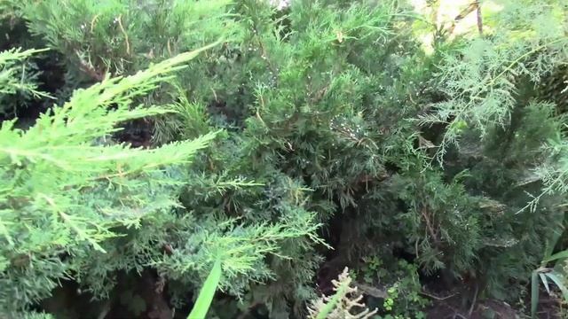 АСТИЛЬБА В САДУ. ГДЕ ЛУЧШЕ ПОСАДИТЬ АСТИЛЬБЫ? смотреть онлайн