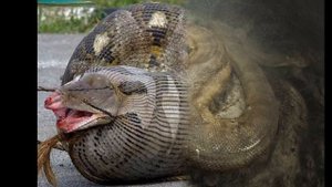 Самые страшные и большие змеи мира