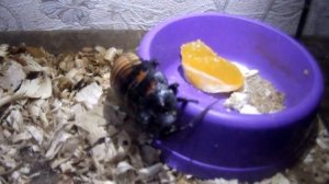 Madagascar cockroach and mandarin
