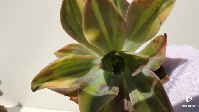 Echeveria Metallica variegated смотреть онлайн