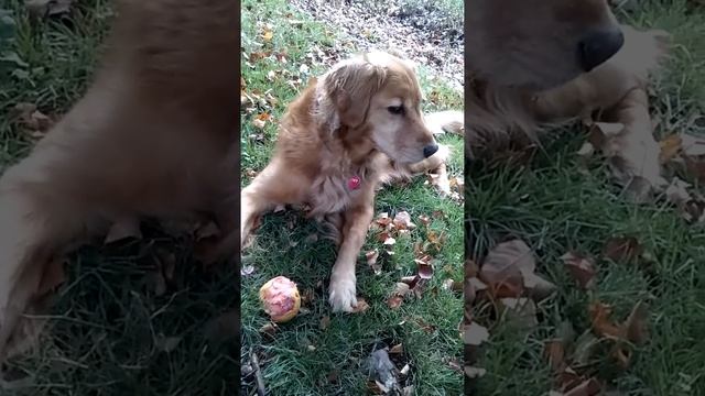 Casey Eating a Pink Pearl Apple