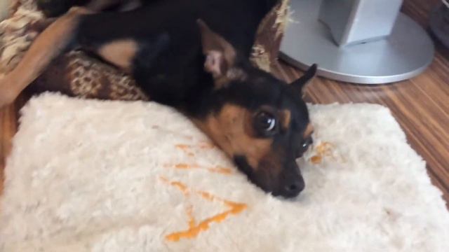 Собака засыпает и спит целый день . МОЙ Той терьер ! смотреть онлайн