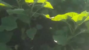 Армагидон подсолнух,под гербицид евролайтинг,применяется по всходах  подсолнуха