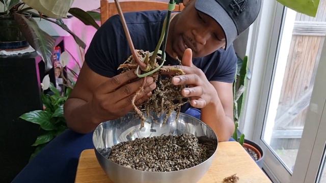 MASSIVE Anthurium Propagation and Re-pot with me смотреть онлайн