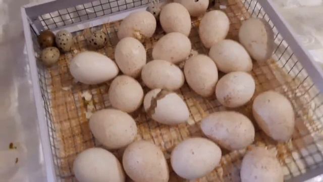 Секрет инкубации индюшки в оборудовани NEST 200